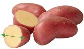 diameter aardappel