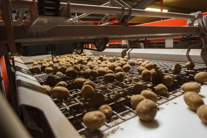 aardappelsorteermachine