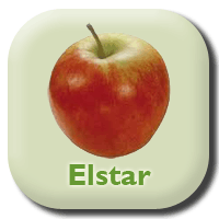 Elstar