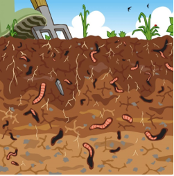 regenwormen